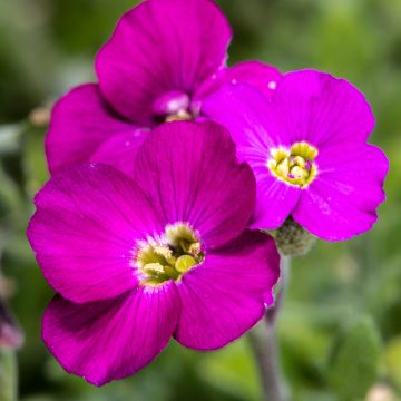 Blaukissen Cascade Red - Aubrieta