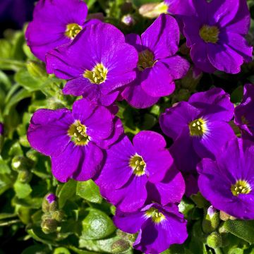 Blaukissen Cascade Purple - Aubrieta