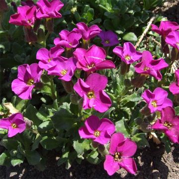 Blaukissen Red Carpet - Aubrieta