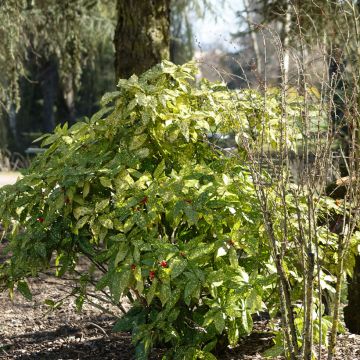 Aucuba japonica Crotonifolia - Japanische Goldorange