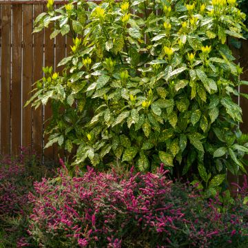 Aucuba japonica Variegata - Japanische Goldorange