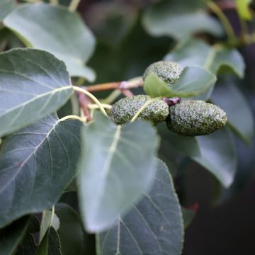 Alnus cordata - Italienische Erle