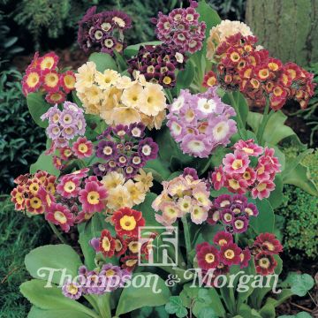 Primula auricula Douglas Prize Mix (Samen) - Primel