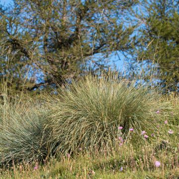 Avoine bleue - Helictotrichon sempervirens