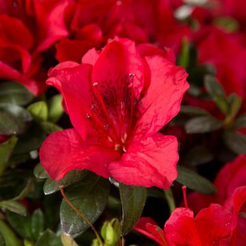 Japanische Azalee ENCORE Autumn Fire - Azalea