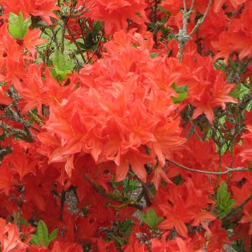 Sommergrüne Azalee Koster's Brilliant Red - Azalea mollis