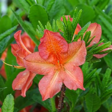 Sommergrüne Azalee Peter Koster - Azalea mollis