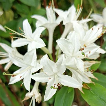 Sommergrüne Azalee Viscosa - Azalea mollis