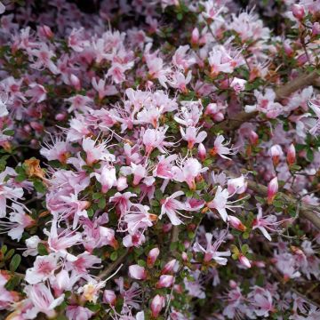 Rhododendron (Azalea) serpyllifolium - Japanische Azalee