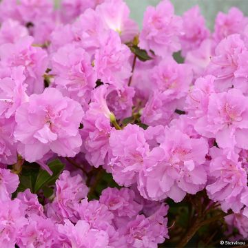 Japanische Azalee Elsie Lee - Azalea