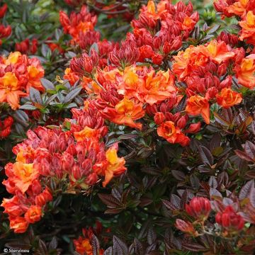 Sommergrüne Azalee Mary Poppins - Azalea