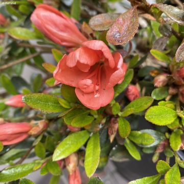 Japanische Azalee Pink Cascade - Azalea nakaharae