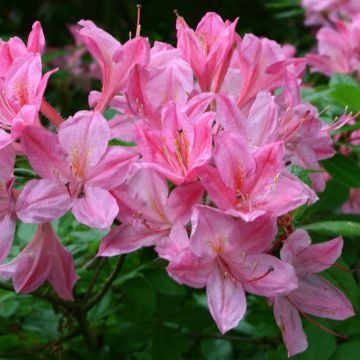 Azalea viscosum Rosata - Sommergrüne Azalee