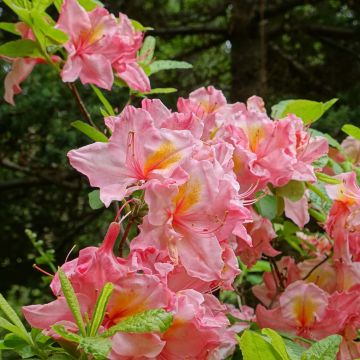 Sommergrüne Azalee Cecile - Azalea mollis