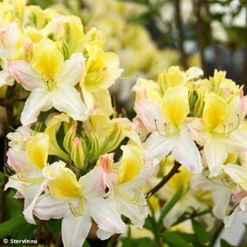 Sommergrüne Azalee Demoiselles de Boutiguery Kassia - Azalea mollis