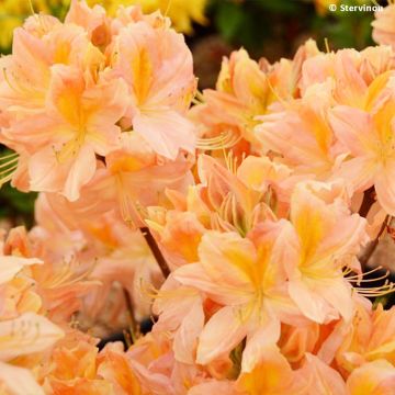 Sommergrüne Azalee Demoiselles de Boutiguery Nella - Azalea mollis