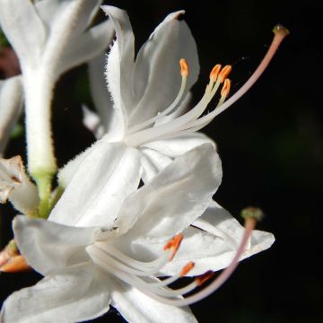 Sommergrüne Azalee Fragrant Star - Azalea