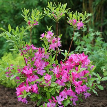 Sommergrüne Azalee Fraseri - Azalea