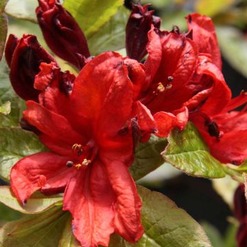 Sommergrüne Azalee Nabucco - Azalea luteum