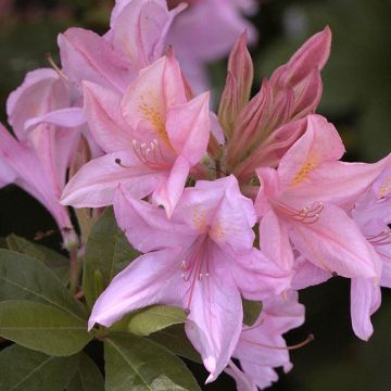 Sommergrüne Azalee Soir de Paris - Azalea