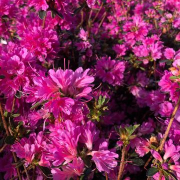 Japanische Azalee Amoena - Azalea