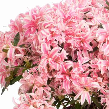 Azalea obtusum Pink Spider - Japanische Azalee