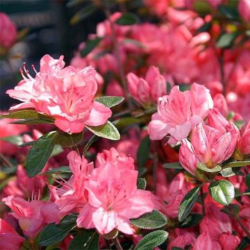 Japanische Azalee Blaauw's pink - Azalea