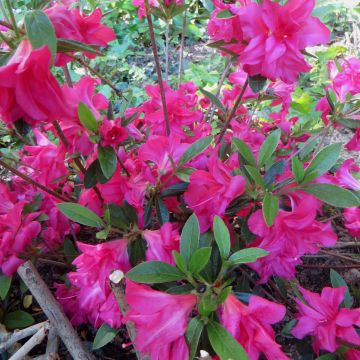 Japanische Azalee Rosa King - Azalea