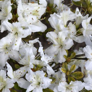 Azalea obtusum Schneeglanz - Japanische Azalee