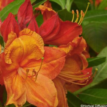 Sommergrüne Azalee Glowing Embers - Azalea mollis