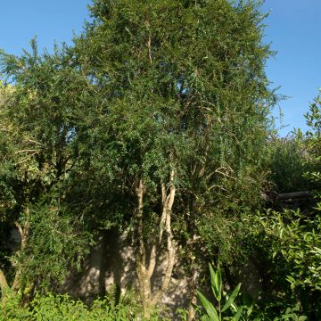 Azara microphylla - Mimosa du Chili