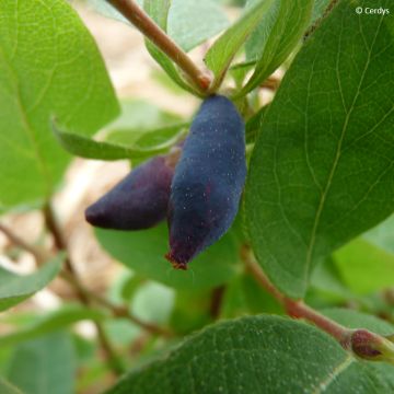 Heckenkirsche Altaj - Lonicera kamtschatica