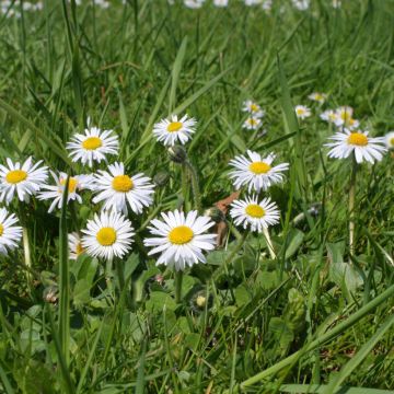 Bellis perennis - Gänseblümchen