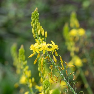 Bulbine frutescens Medicus - Katzenschwanzpflanze