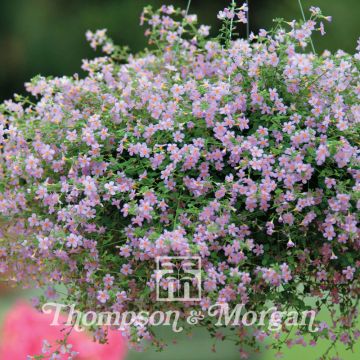 Schneeflockenblume Blutopia Blue (Samen) - Bacopa cordata