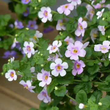 Schneeflockenblume Scopia Gulliver Pink Heart Improved - Bacopa