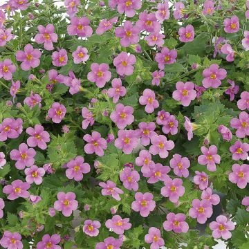 Schneeflockenblume Gulliver Compact Rosa - Bacopa