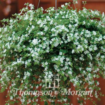 Schneeflockenblume Snowtopia White (Samen) - Bacopa cordata