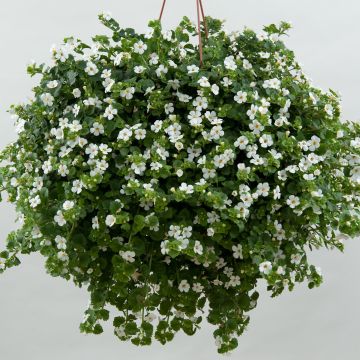 Bacopa Gulliver Dynamic White