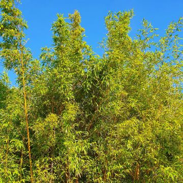 Bambou doré - Phyllostachys aurea