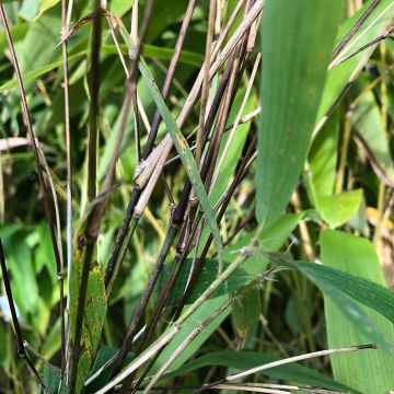 Fargesia yunnanensis - Bambus