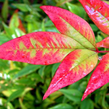 Nandina domestica Moon Bay - Himmelsbambus