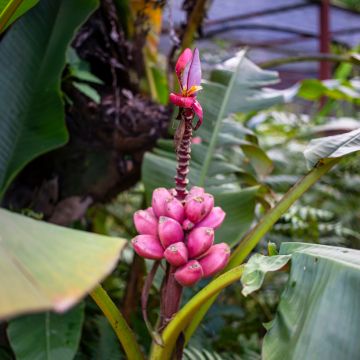 Musa velutina - Rosa Zwergbanane