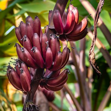 Zwerg-Essbanane Red Dacca - Musa acuminata