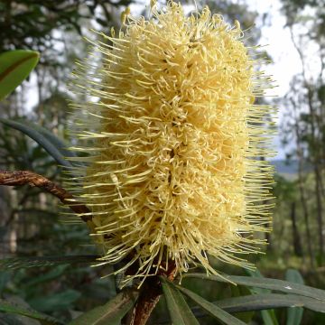 Banksia integrifolia - Banksia côtier