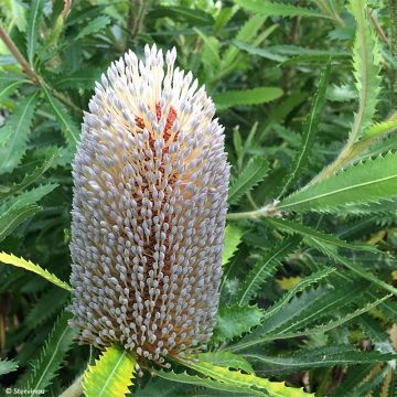 Banksia serrata - Banksie