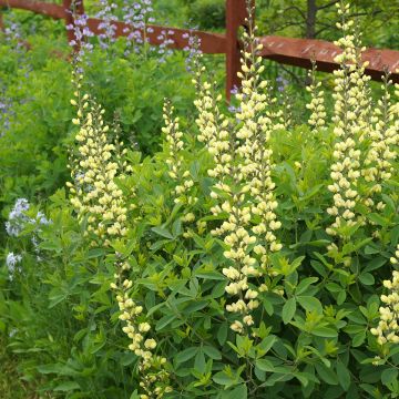 Baptisia Carolina Moonlight - Faux indigo jaune hybride