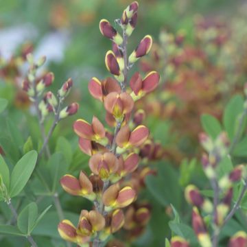 Baptisia Cherries Jubilee - Indigolupine