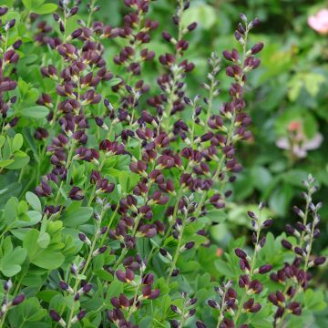 Baptisia Decadence Dutch Chocolate - Indigolupine