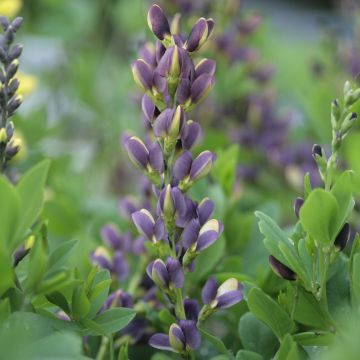 Baptisia Indigo Spires - Indigolupine